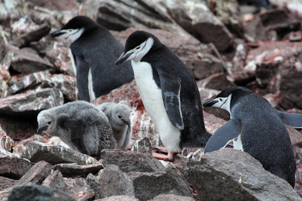 Day14_Eleph Is_CLookout_3469 (2).jpg - Chinstrap Penguins with two Chicks, Cape Lookout, Elephant Island, South Shetlands